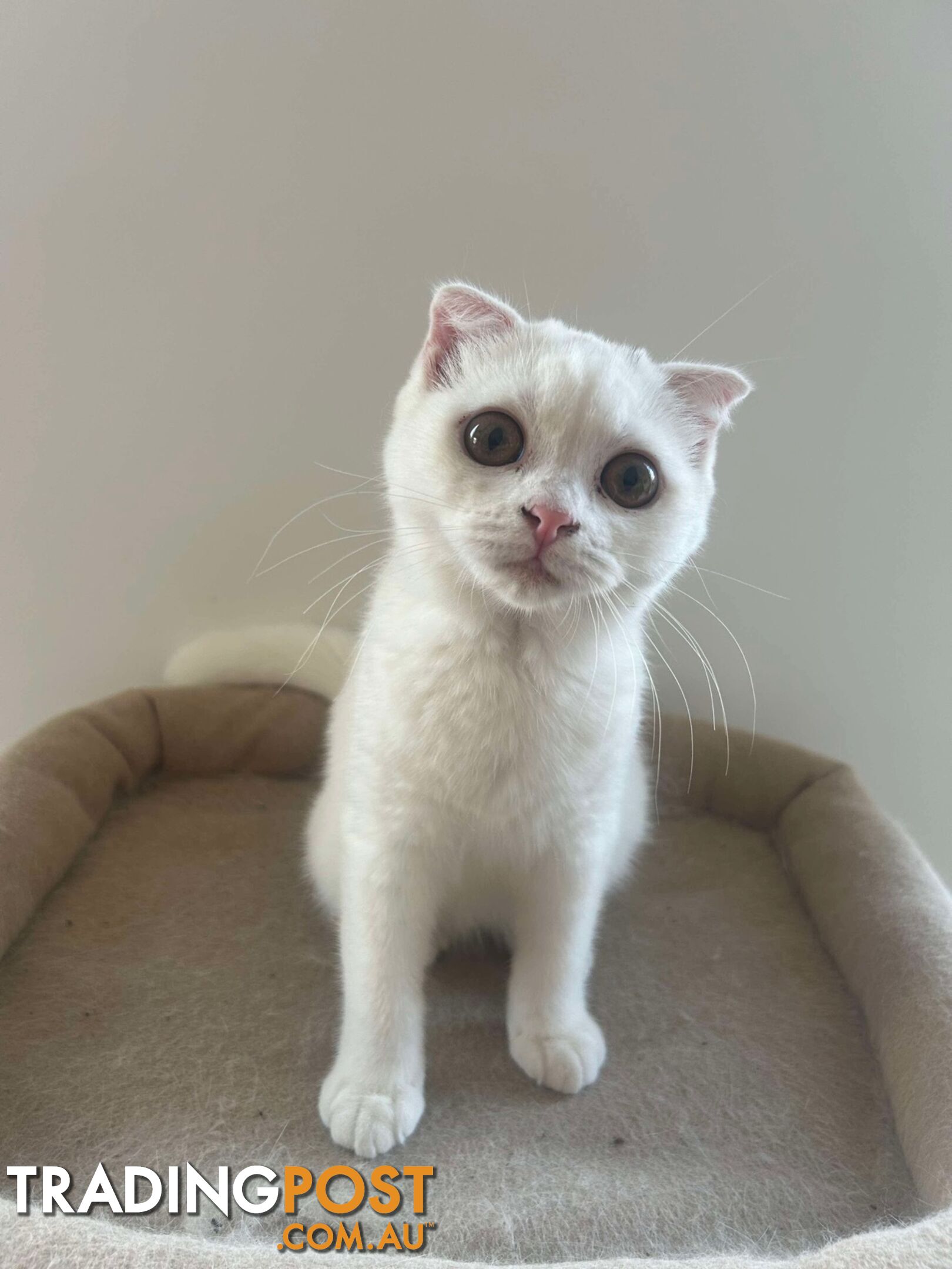 Scottish fold and straight kittens