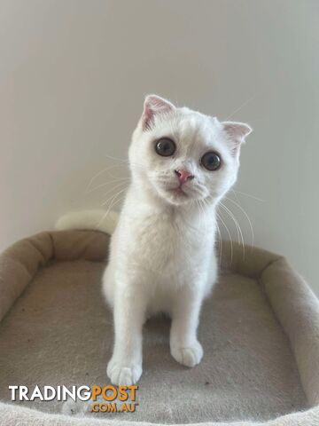 Scottish fold and straight kittens