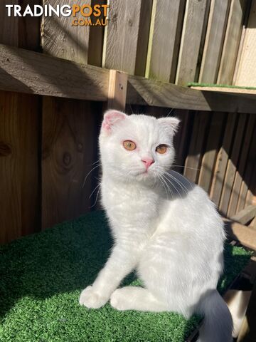 Scottish fold and straight kittens