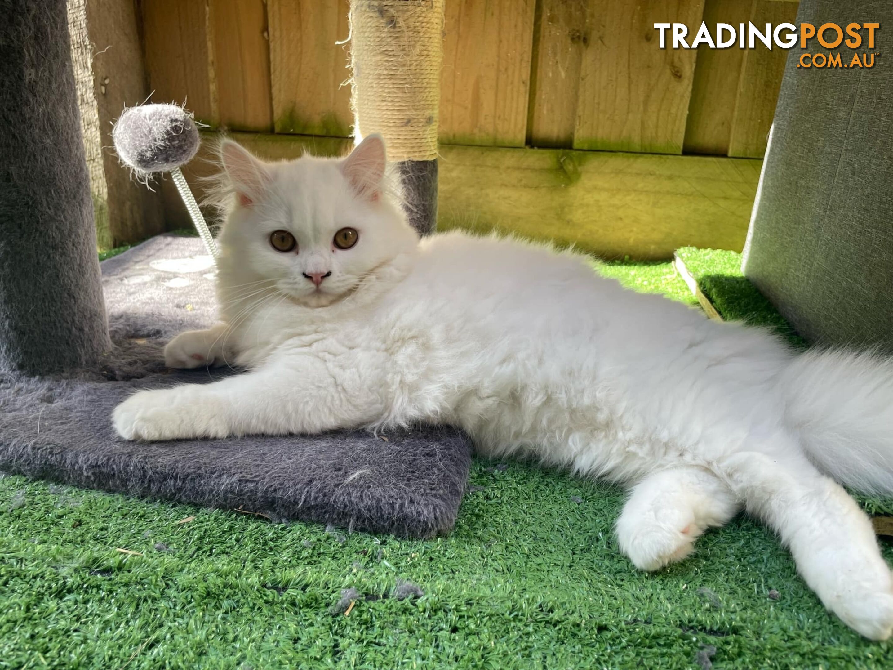 Scottish fold and straight kittens