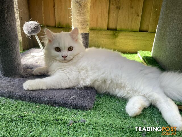 Scottish fold and straight kittens