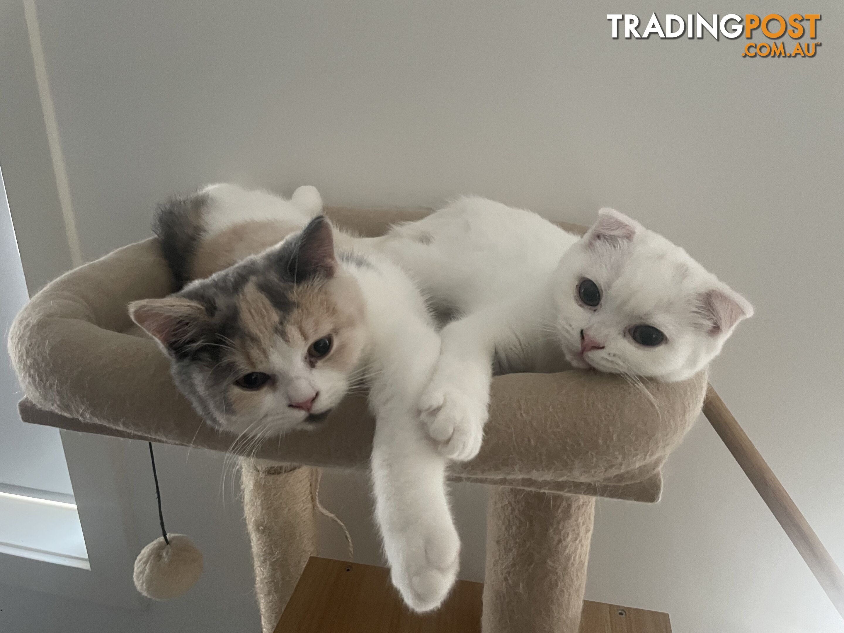 Scottish fold and straight kittens