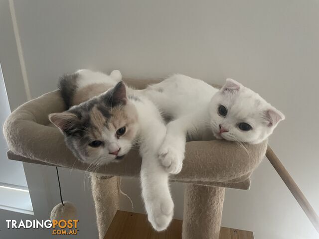 Scottish fold and straight kittens