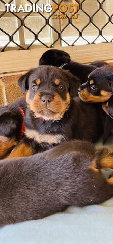 Purebred Rottweiler puppies (ready for new homes 11 May)