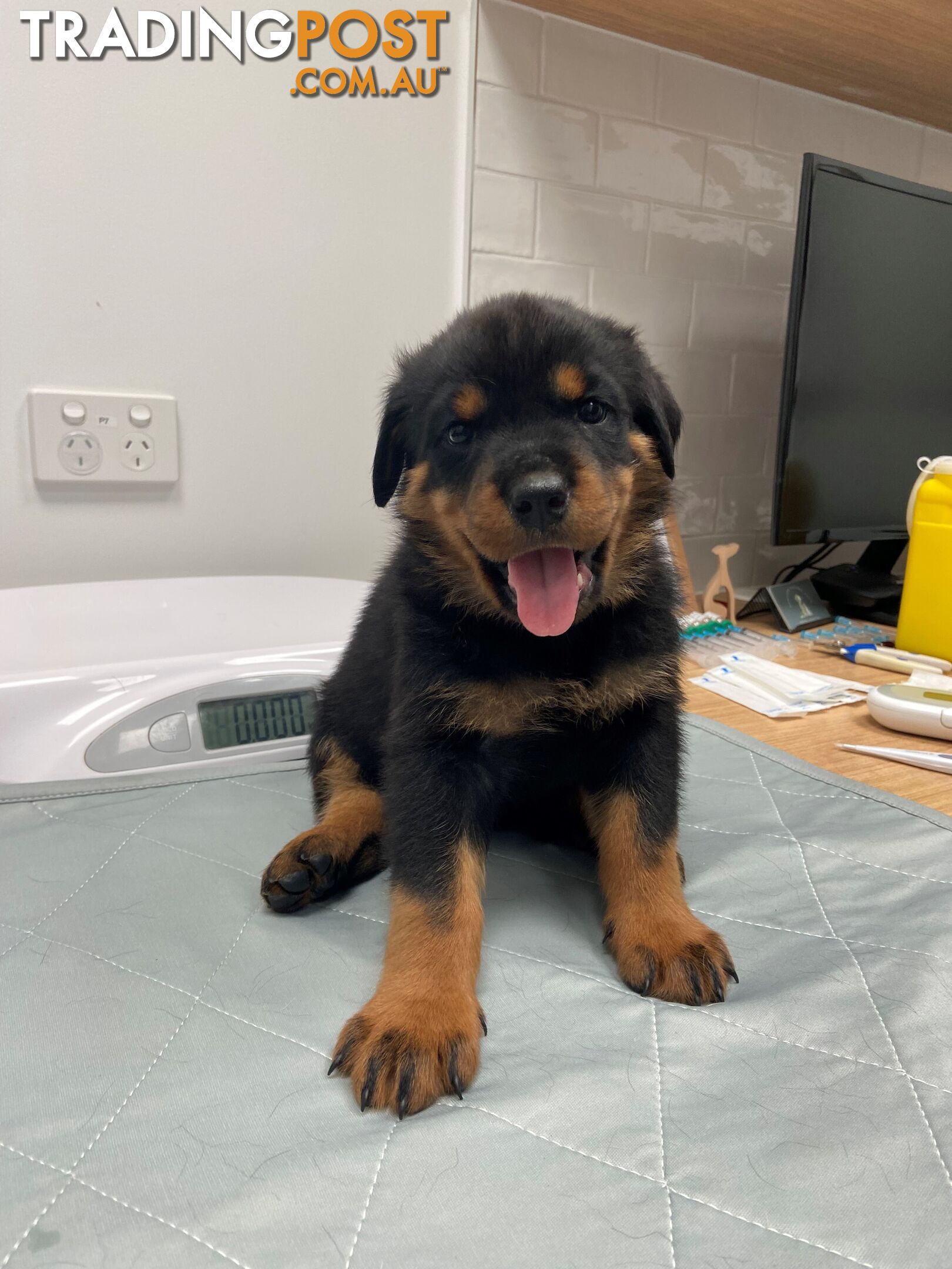 Purebred Rottweiler puppies (ready for new homes)