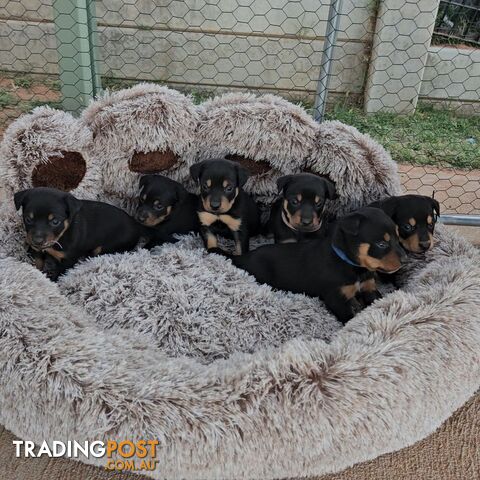 Kelpie puppies