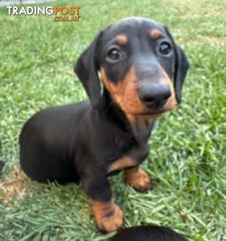 Miniature dachshund puppies