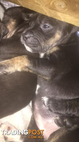 Purebred American staffy pups