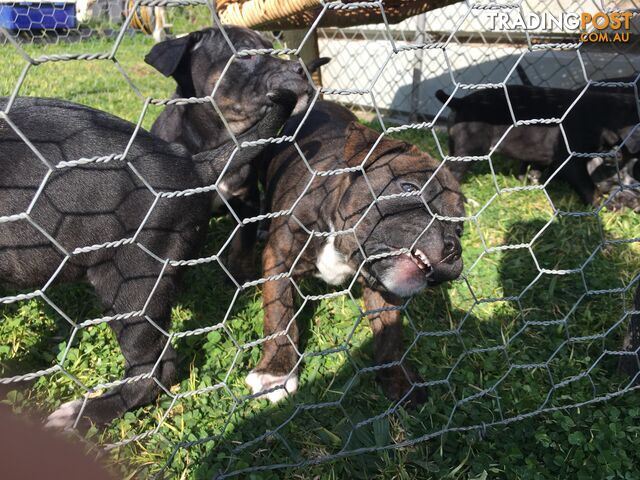 Purebred American staffy pups