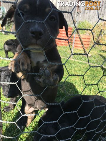 Purebred American staffy pups