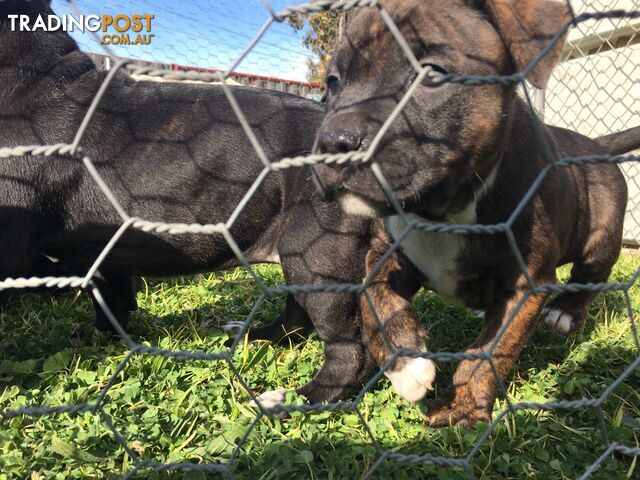 Purebred American staffy pups