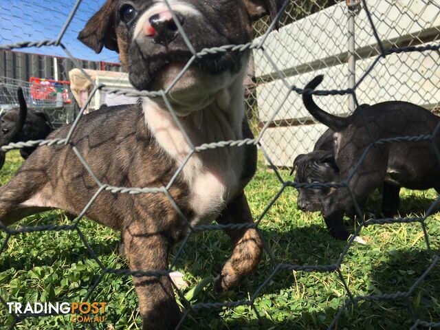 Purebred American staffy pups