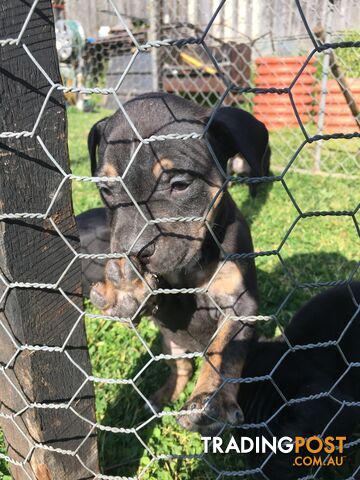 Pedigree Purebred American pitbull terriers