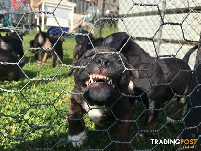 Purebred American staffy pups