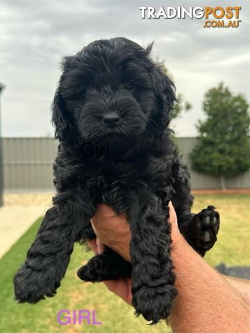 Spoodle/Cavoodle Puppies