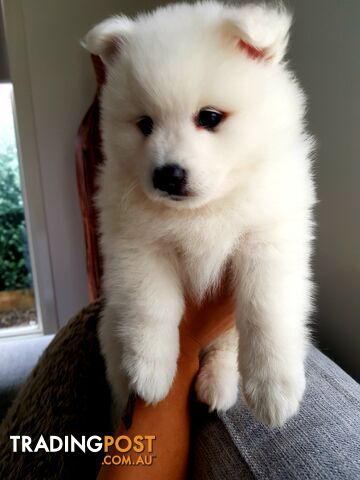 Pure bread Japanese spitz puppy