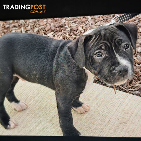 Staffordshire Bull Terrier