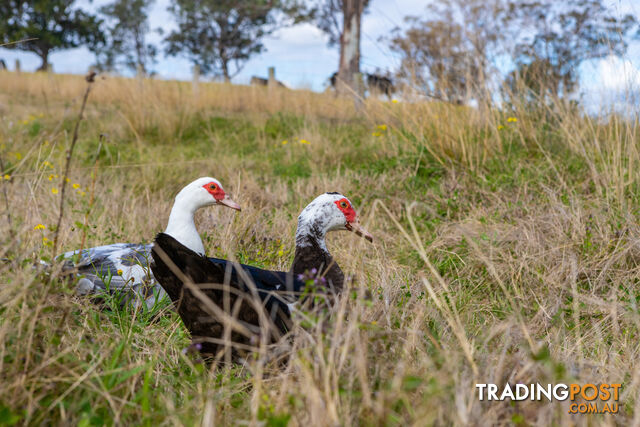 Lot 26/Lot 16 Hanleys Creek Road DUNGOG NSW 2420