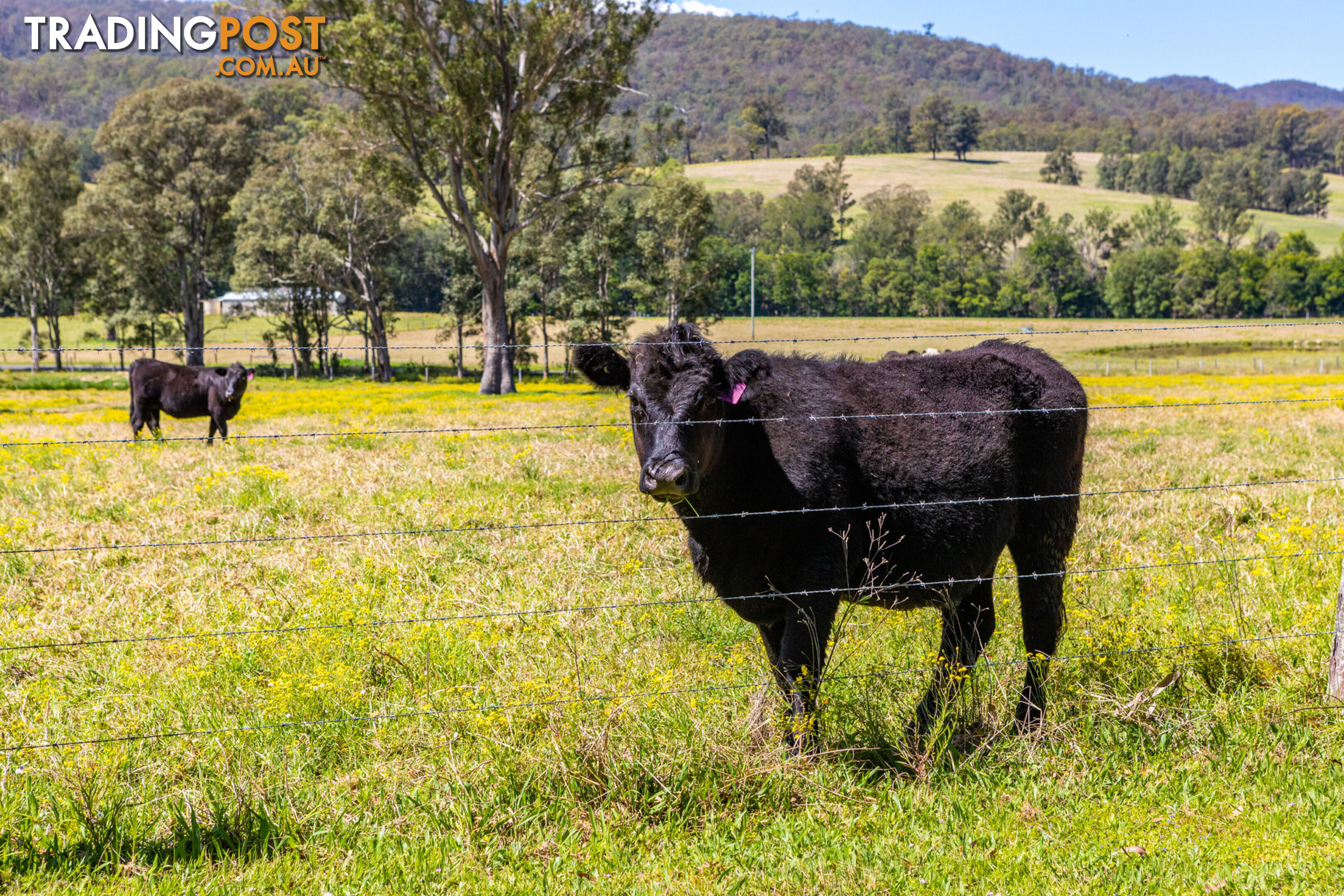 Lot 14/Lot 16 Hanleys Creek Road DUNGOG NSW 2420