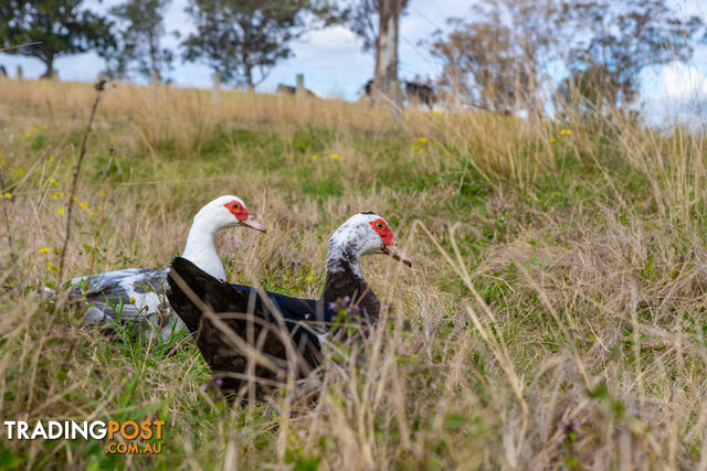 Lot 15/Lot 16 Hanleys Creek Road DUNGOG NSW 2420