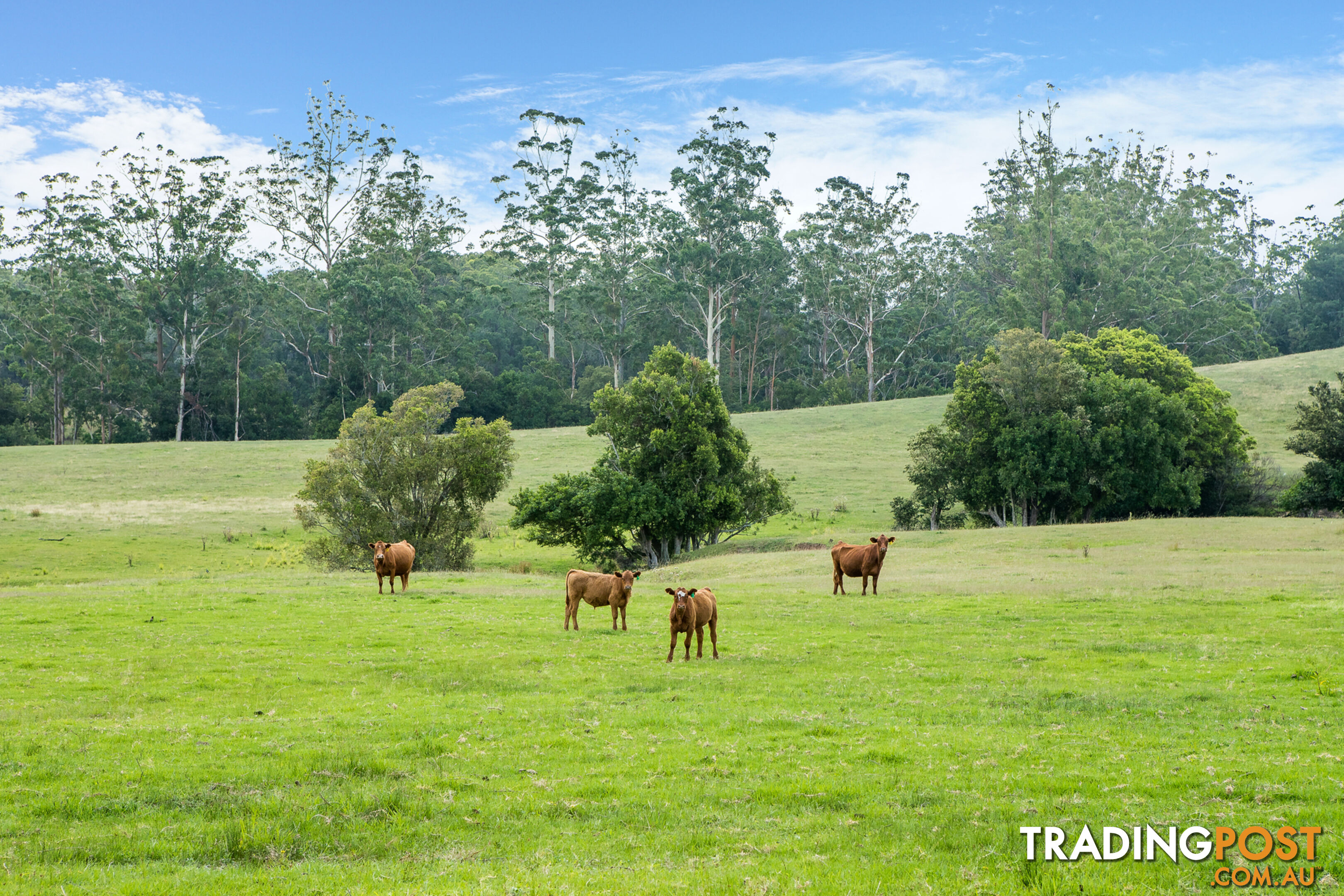 Lot 15/Lot 16 Hanleys Creek Road DUNGOG NSW 2420