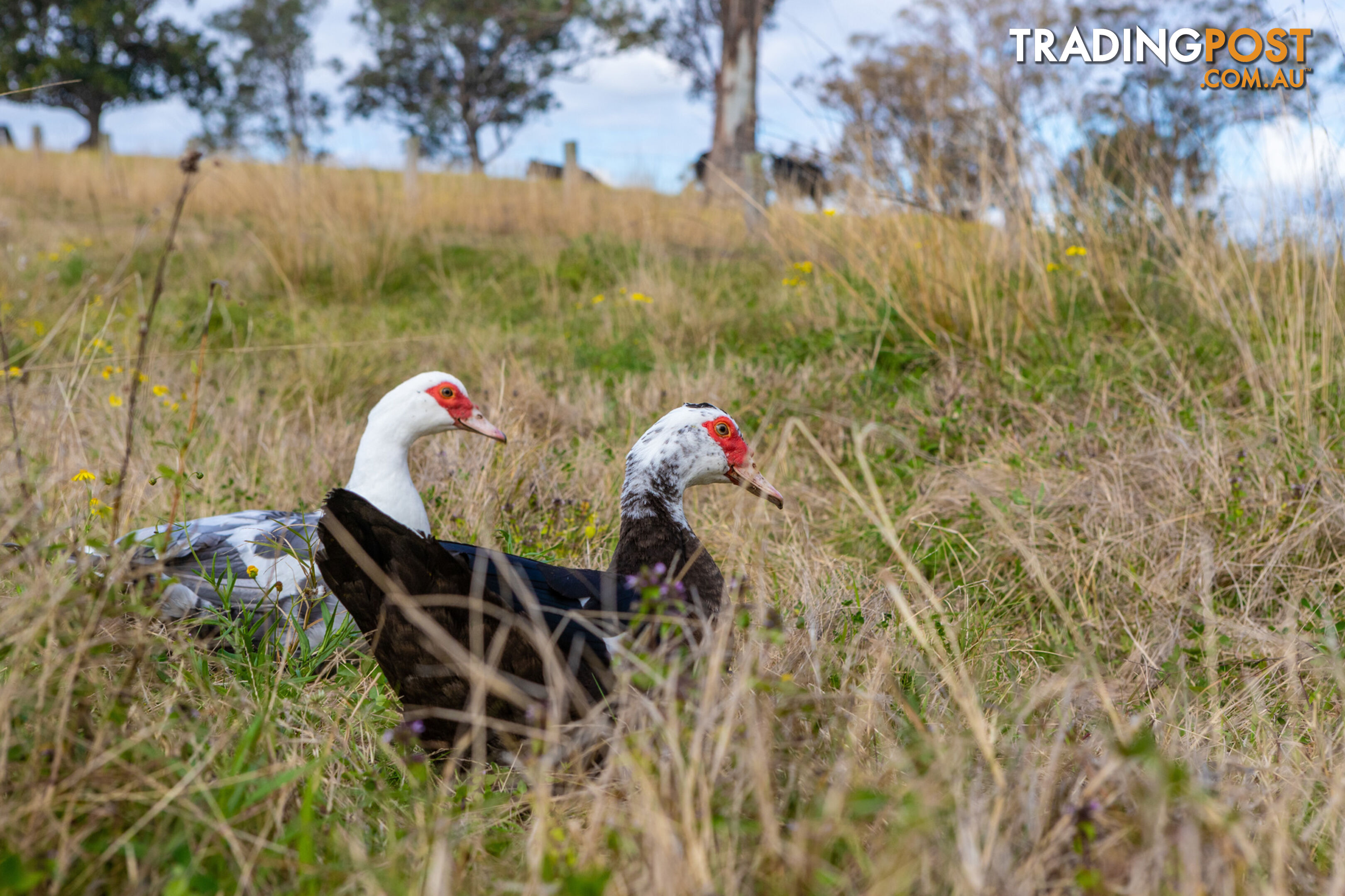 Lot 7/Lot 16 Hanleys Creek Road DUNGOG NSW 2420