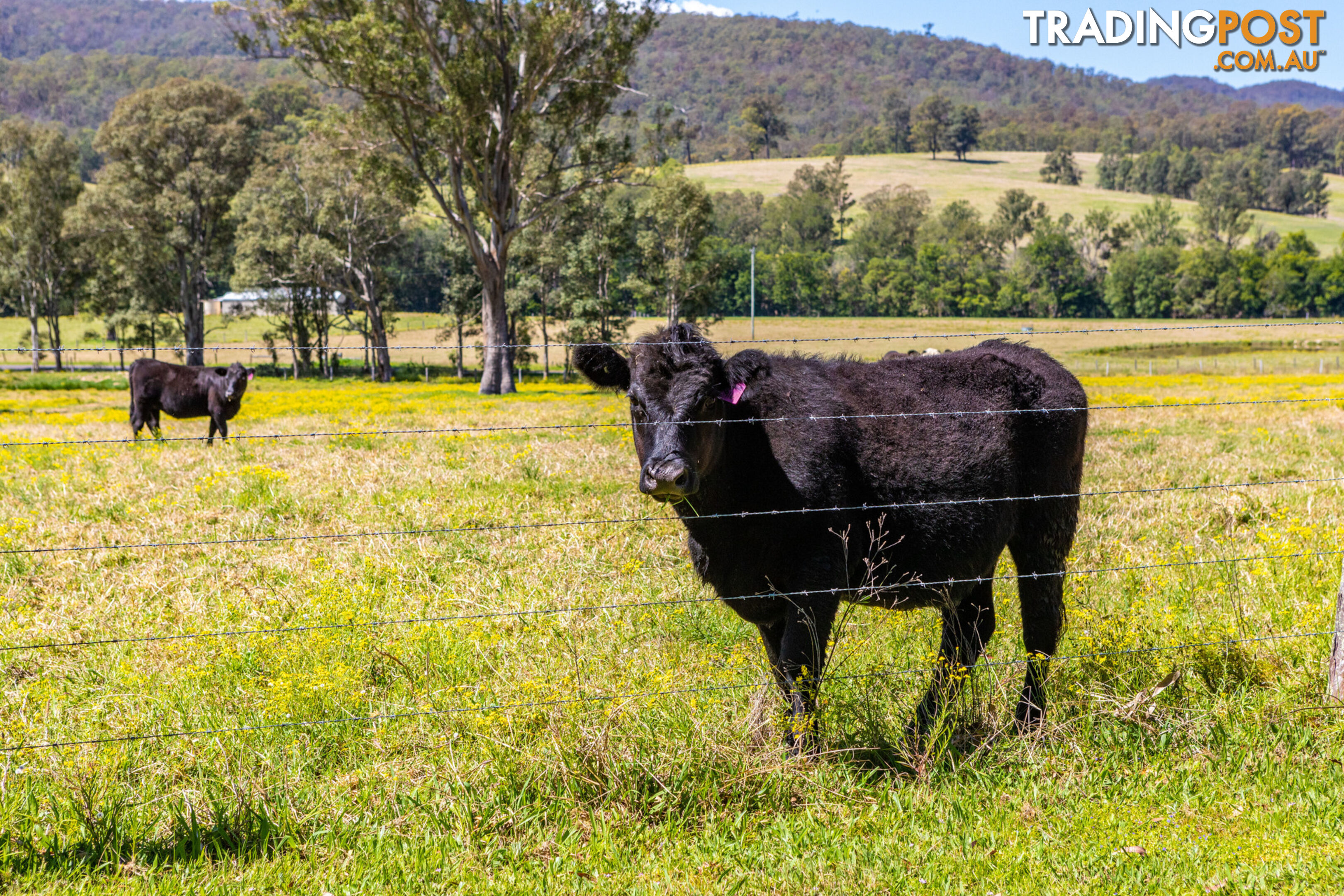 Lot 22/Lot 16 Hanleys Creek Road DUNGOG NSW 2420