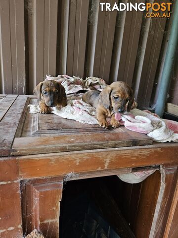 Mini dachshunds