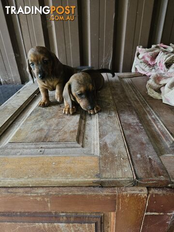 Mini dachshunds