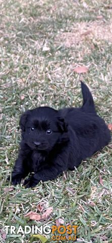 Mini dachshund x Pomeranian