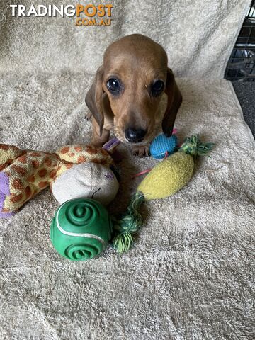 Dachshund Miniature Purebred Puppies