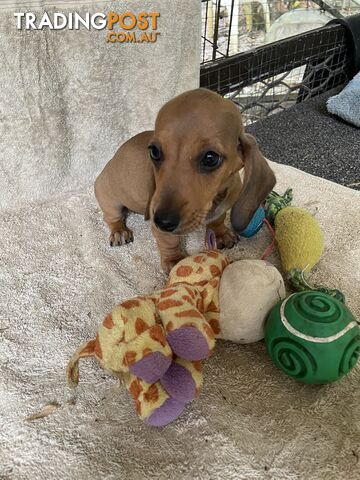 Dachshund Miniature Purebred Puppies