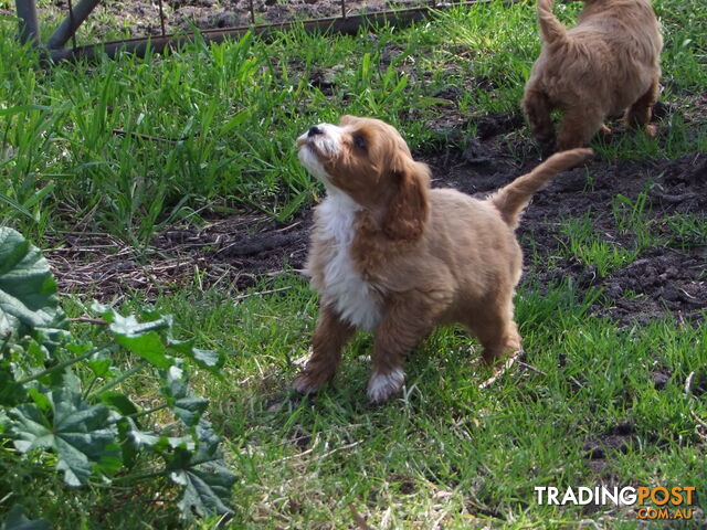 spoodle pups for sale