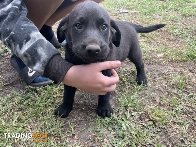 Labrador lucky last male pup