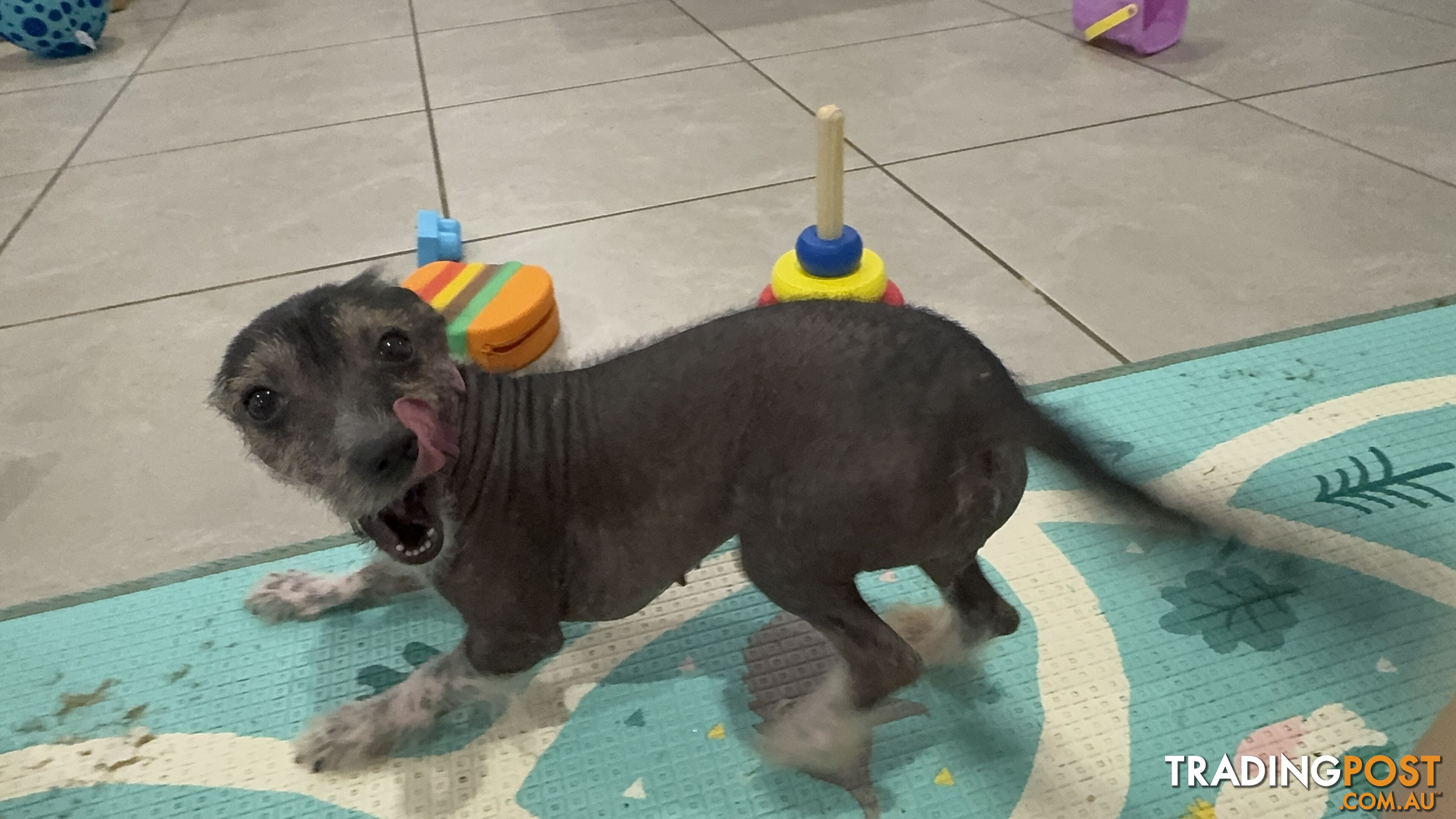 Intact female Chinese crested cross