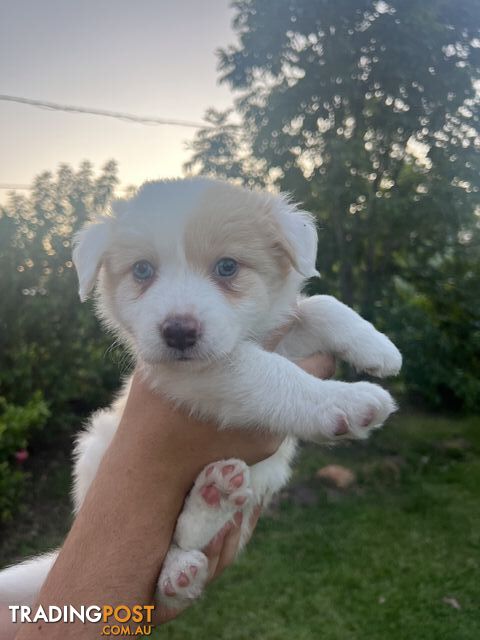 Pure bred border collie puppies