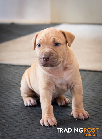 Mastiff x Staffy