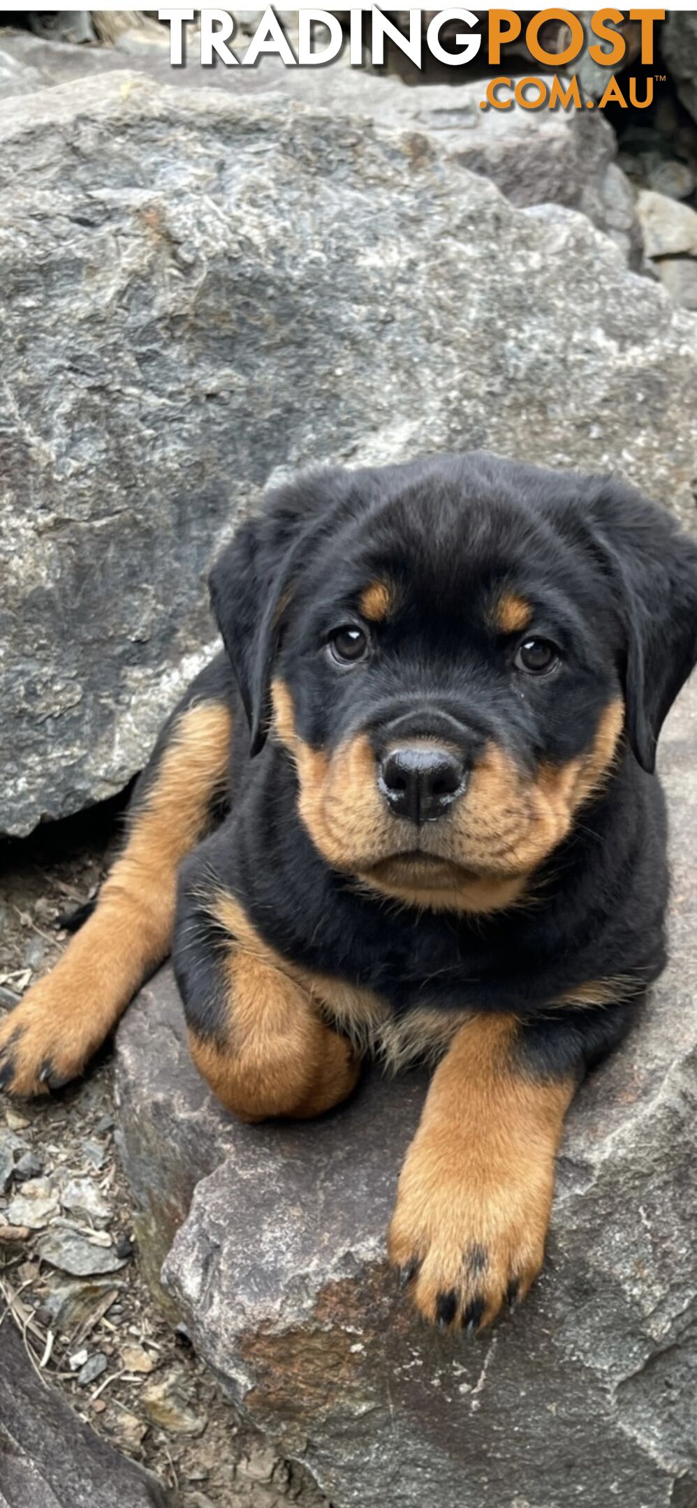 Authentic Rottweiler Pure bred Rottweiler
