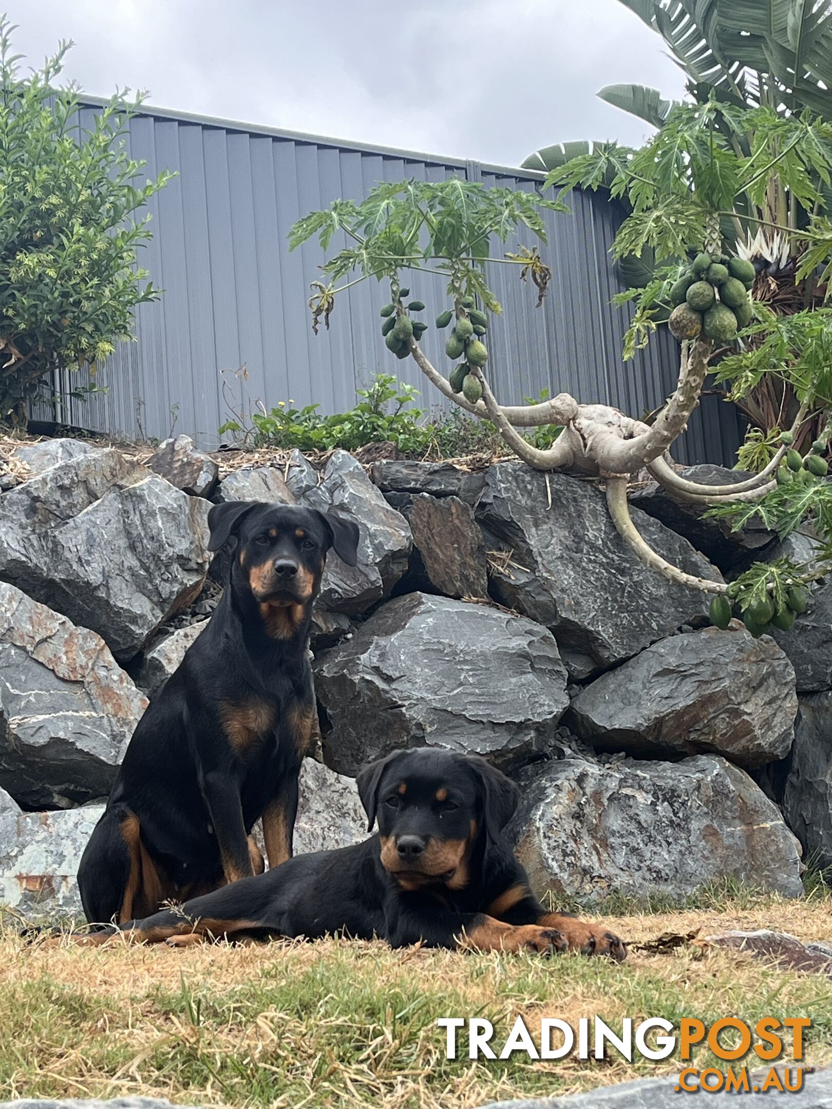 Authentic Rottweiler Pure bred Rottweiler