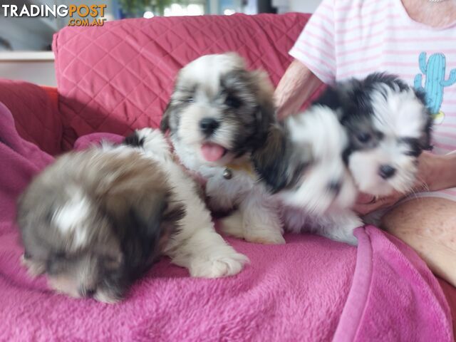 Amazing Maltese Shitzu Puppies