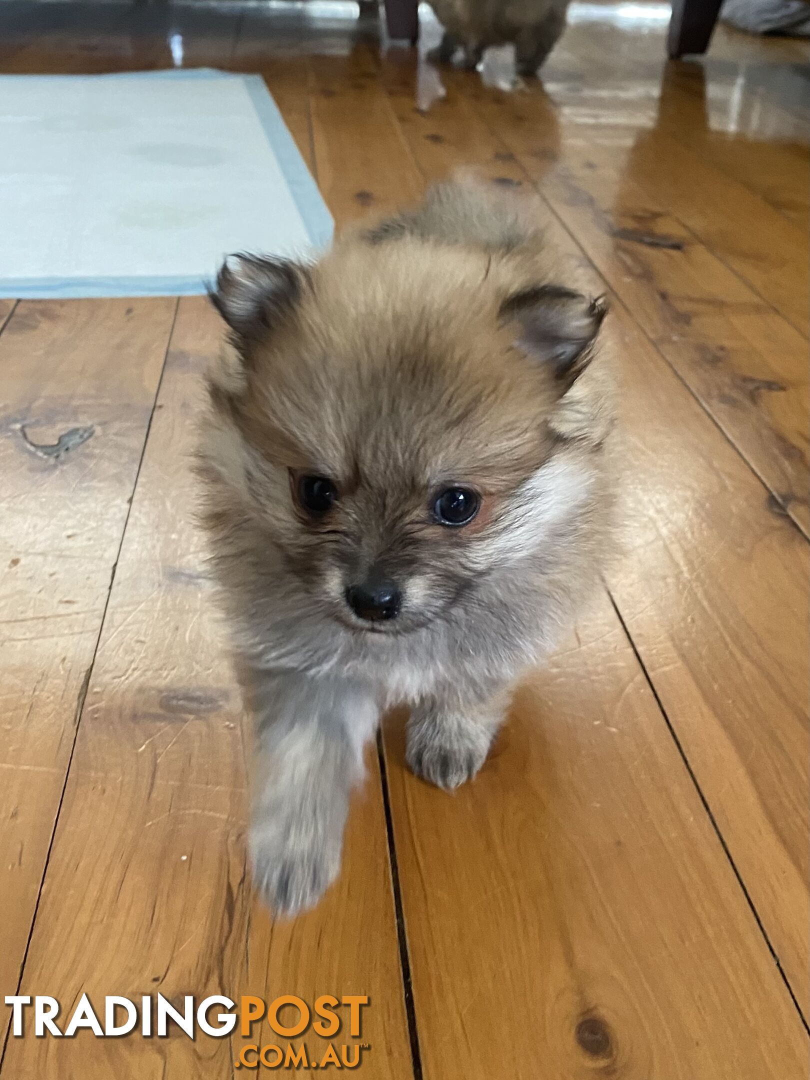 Pure Pomeranian Puppies - 2 females left