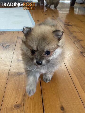 Pure Pomeranian Puppies all female