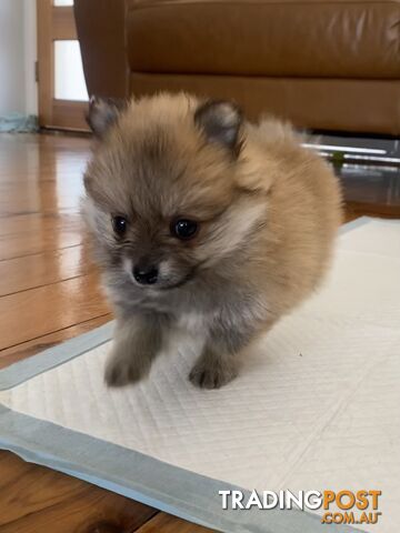 Pure Pomeranian Puppies 4x female