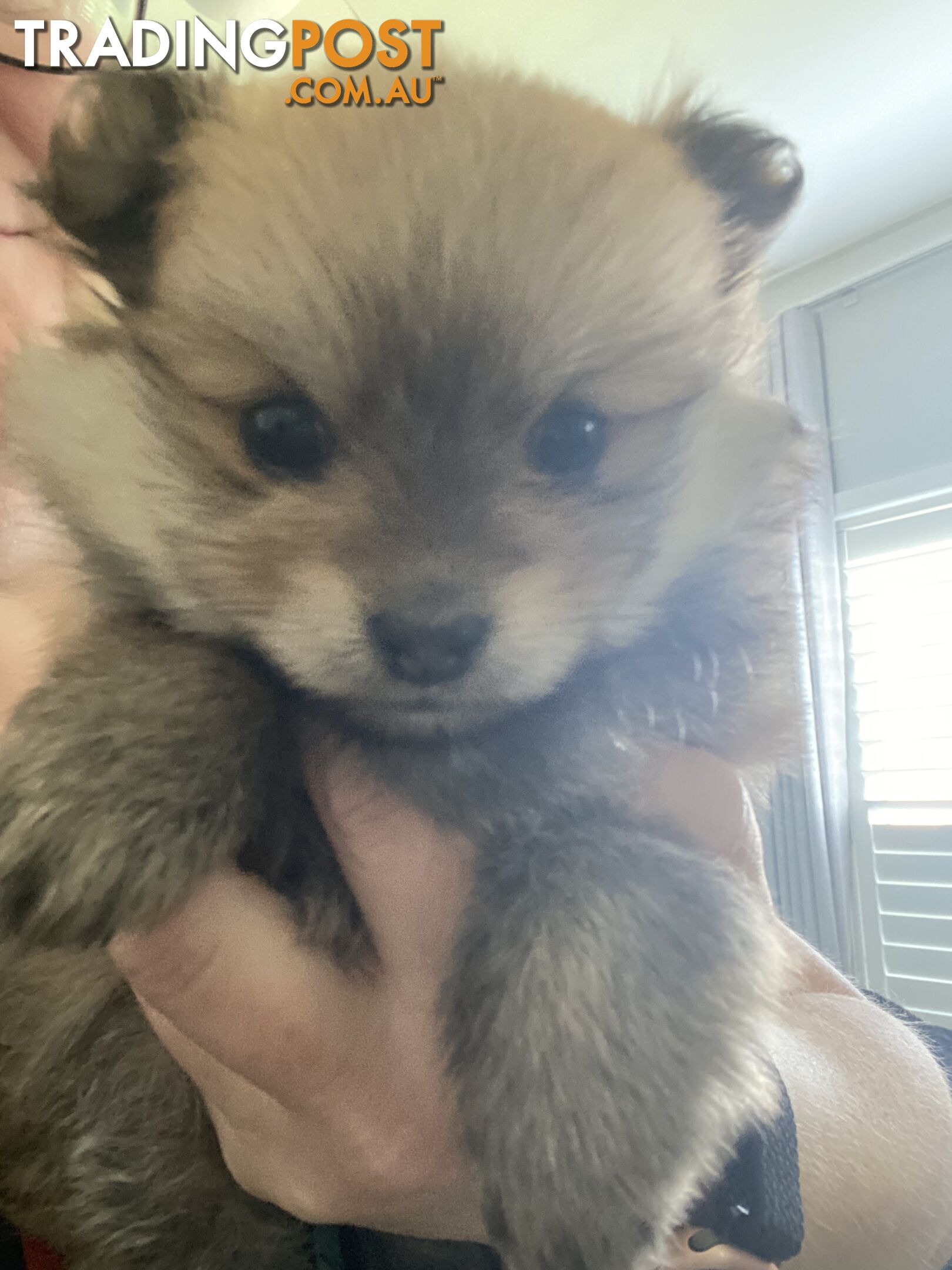 Pure Pomeranian Puppies - 2 females left