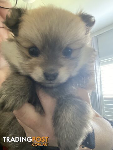 Pure Pomeranian Puppies - 2 females left