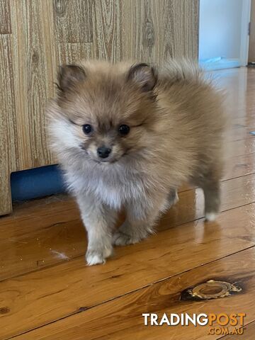 4 Pure Pomeranian Puppies - 1 female left