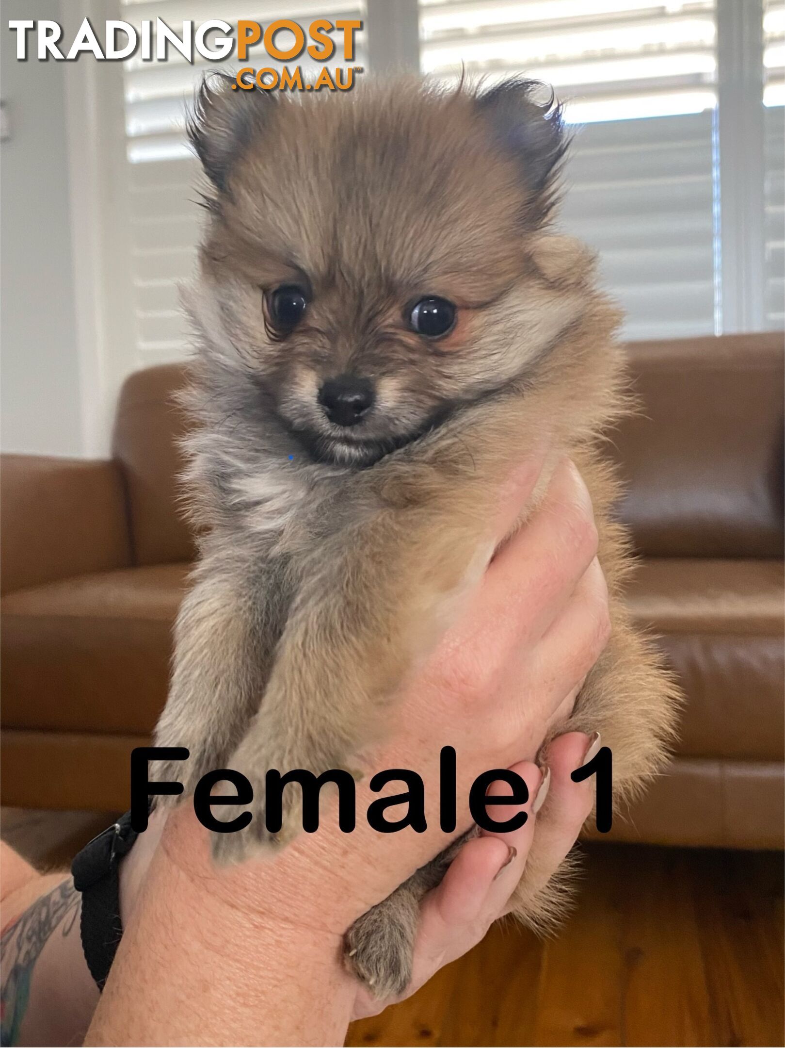 Pure Pomeranian Puppies - 2 females left