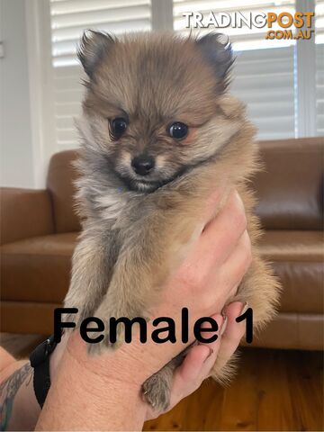 Pure Pomeranian Puppies - 2 females left