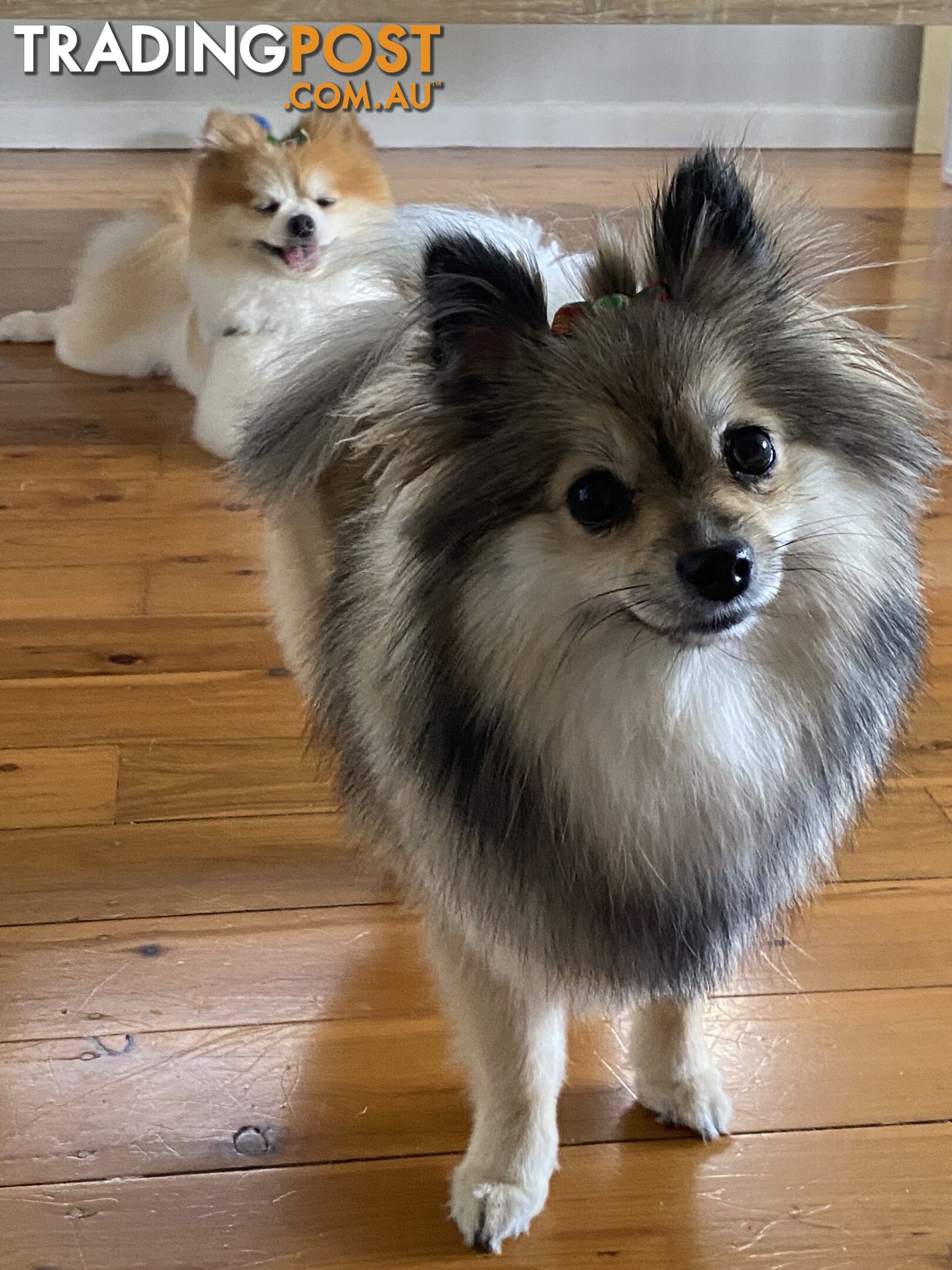 Pure Pomeranian Puppies - 2 females left