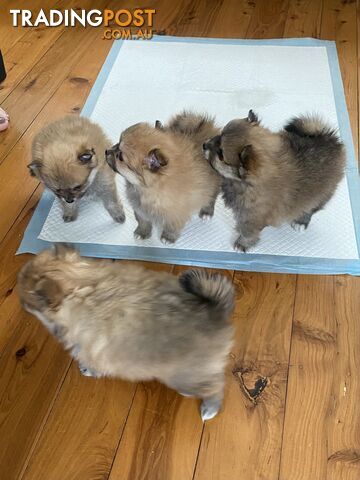 Pure Pomeranian Puppies - 2 females left